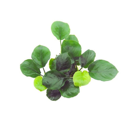 Planta naturala de acvariu, Tropica, Anubias barteri Coin Leaf