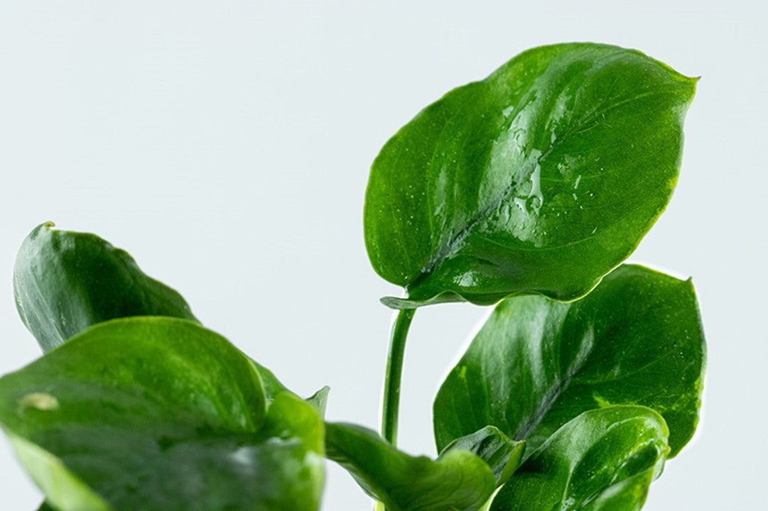 Planta naturala de acvariu, Tropica, Anubias barteri Coin Leaf