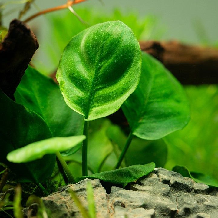 Természetes akváriumi növény, Tropica, Anubias barteri Coin Leaf