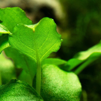 Természetes akváriumi növény, Tropica, Schismatoglottis prietoi