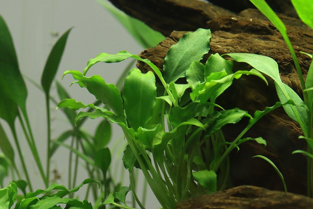 Planta naturala de acvariu, Tropica, Schismatoglottis prietoi, 1-2-Grow!, 5 cm