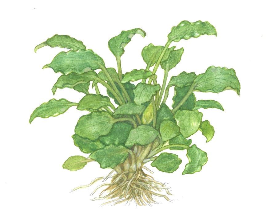 Planta naturala de acvariu, Tropica, Schismatoglottis prietoi, 1-2-Grow!, 5 cm