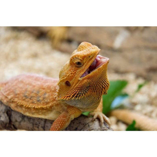 Szakállas sárkány, Pogona vitticeps (szakállas sárkány) 14 cm