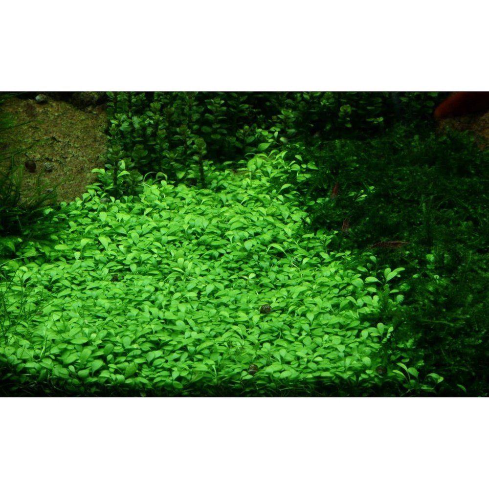 Természetes akváriumi növény, Tropica, Glossostigma elatinoides 1-2-Grow!, 5 cm