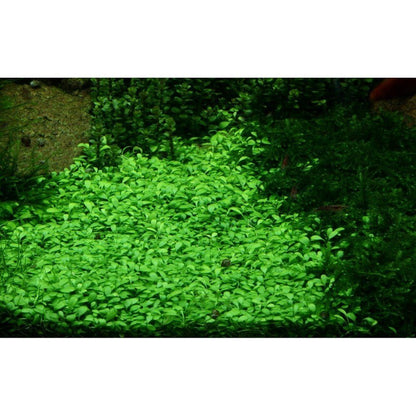 Természetes akváriumi növény, Tropica, Glossostigma elatinoides 1-2-Grow!, 5 cm