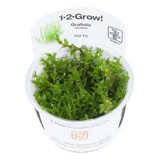 Természetes akváriumi növény, Tropica, Gratiola viscidula 1-2-Grow!, 5 cm