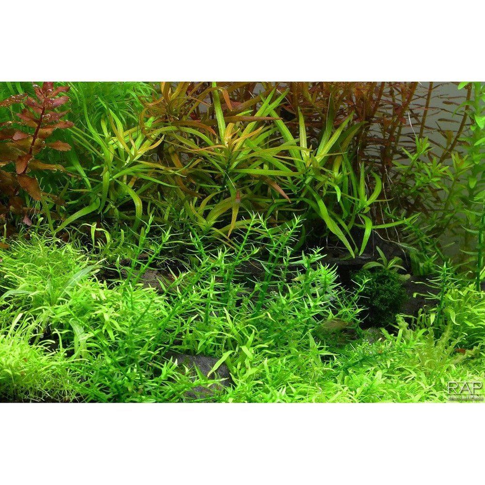 Természetes akváriumi növény, Tropica, Gratiola viscidula 1-2-Grow!, 5 cm