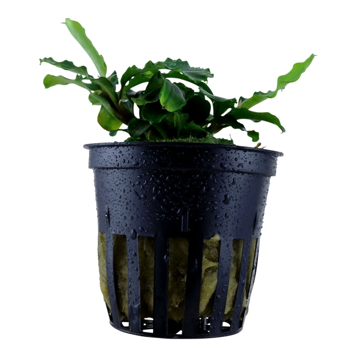 Természetes akváriumi növény, Tropica, Bucephalandra pygmaea Bukit Kelam