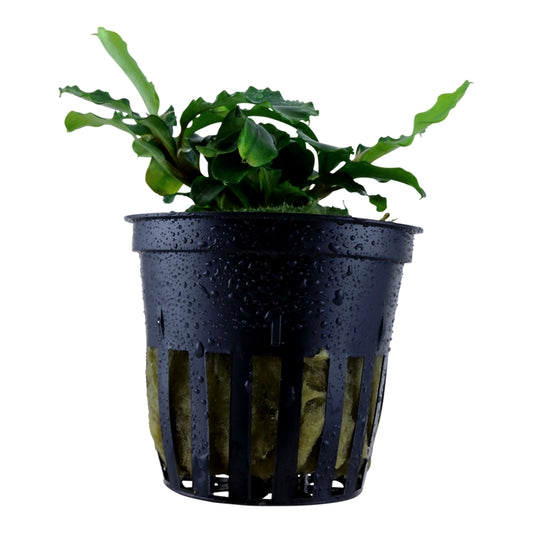 Természetes akváriumi növény, Tropica, Bucephalandra pygmaea Bukit Kelam