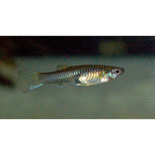 Vivipar hal, Poecilia  santa maria (Guppy) F, 2-3 cm