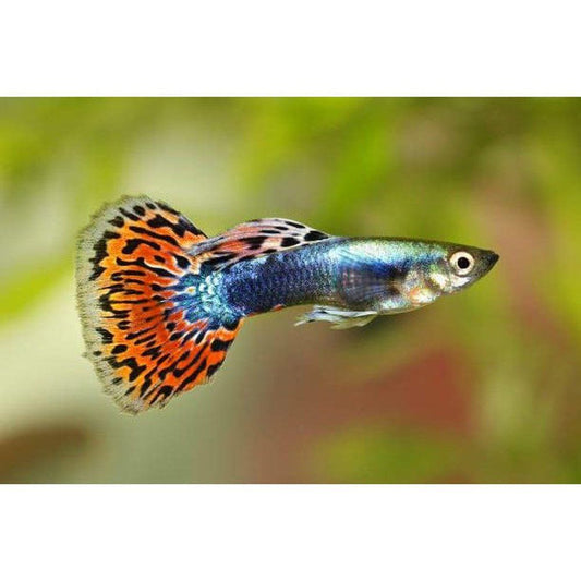 Peste vivipar, Guppy rainbow M