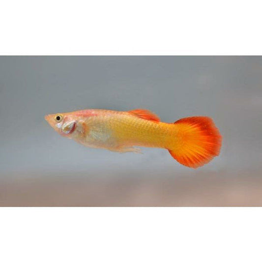 Peste vivipar, Guppy Sunset Blonde