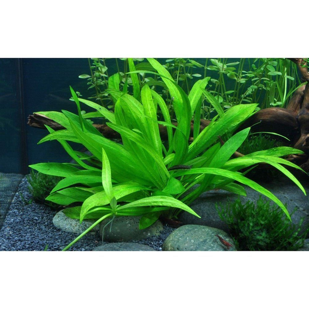 Természetes akváriumi növény, Tropica, Helanthium bolivianum 'Quadricostatus' 1-2-Grow!, 5 cm