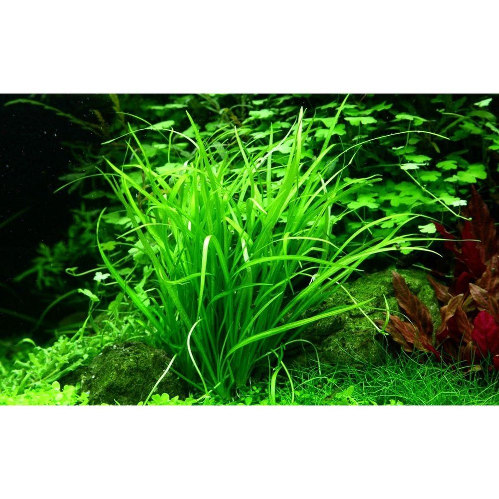 Természetes akváriumi növény, Tropica, Helanthium tenellum 'Green' 1-2-Grow!, 5 cm