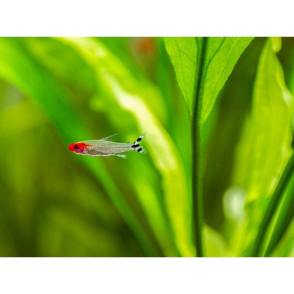 Hemigrammus rhodostomus: Piros orrú hal tetra