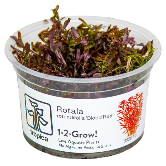 Természetes akváriumi növény, Tropica, Rotala rotundifolia Blood Red 1-2-Grow!, 5 cm