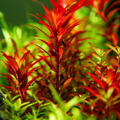 Planta naturala de acvariu, Tropica, Rotala rotundifolia Blood Red 1-2-Grow!, 5 cm