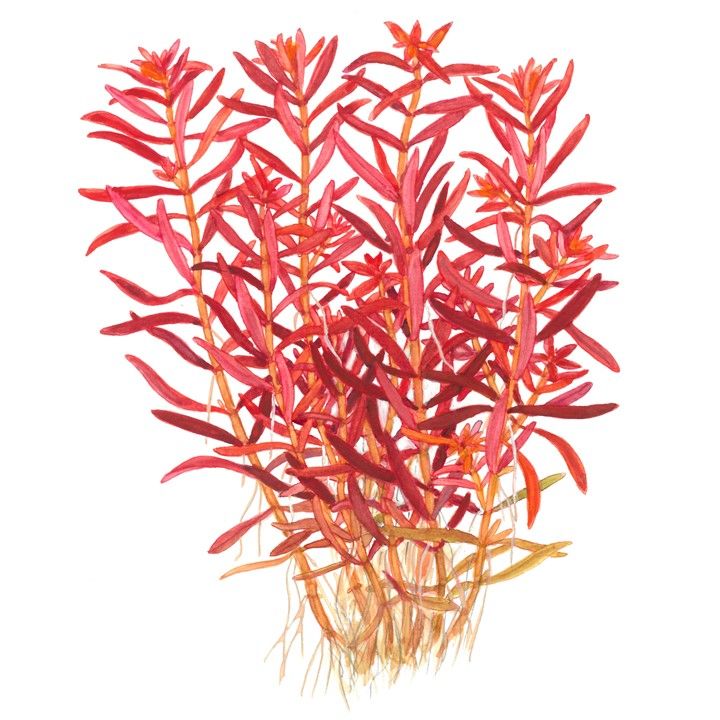 Planta naturala de acvariu, Tropica, Rotala rotundifolia Blood Red 1-2-Grow!, 5 cm