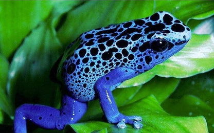 Dendrobates azureus: Mérges béka azúrkék színben