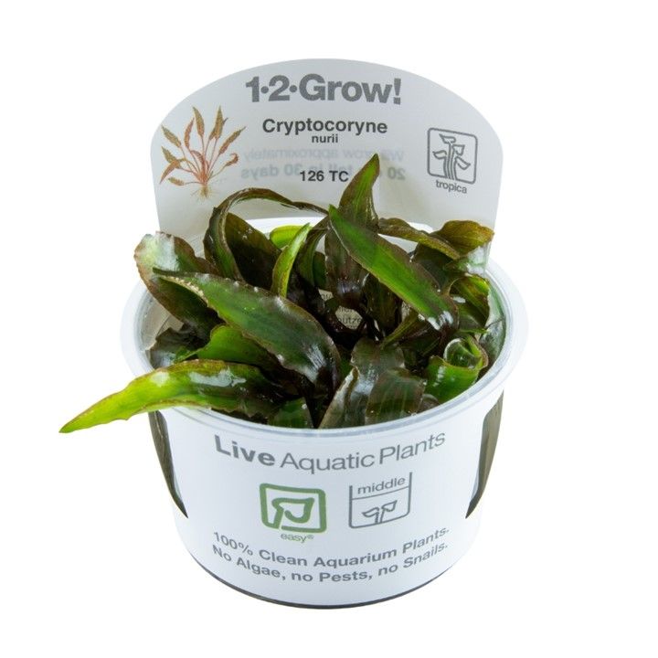 Planta naturala de acvariu, Tropica, Cryptocoryne nurii, 1-2-Grow!, 5 cm