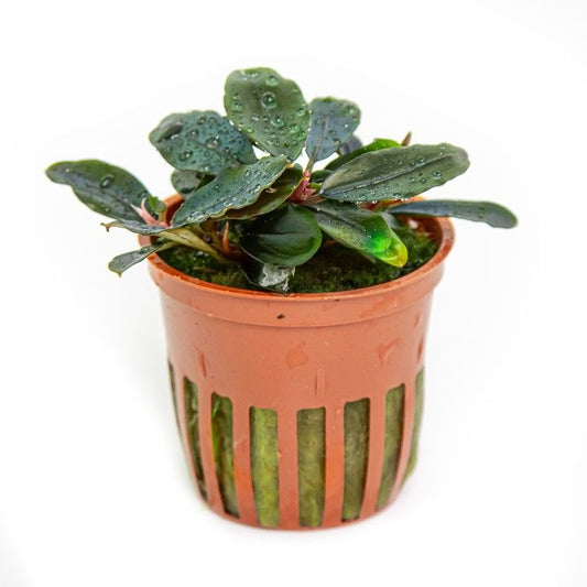 Természetes akváriumi növény, Tropica, Bucephalandra sordidula Blue