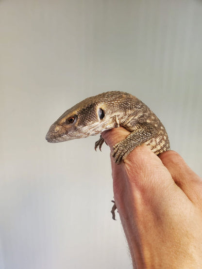 Varanus exanthematicus