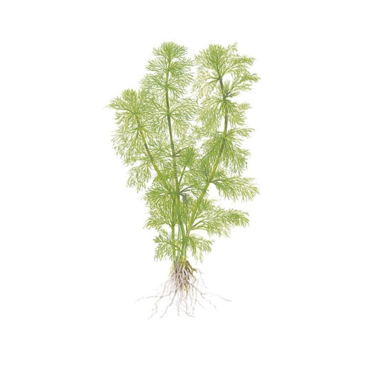 Természetes akváriumi növény, Tropica, Limnophila aquatica, 1-2-Grow