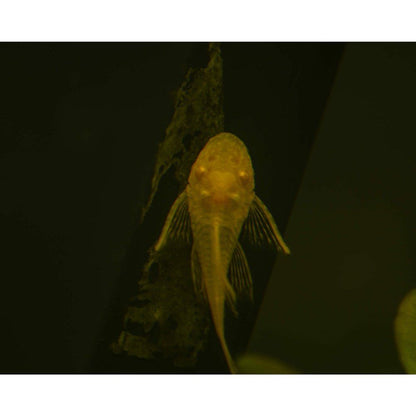 Peste sanitar, Ancistrus sp. albino 2-2,5 cm