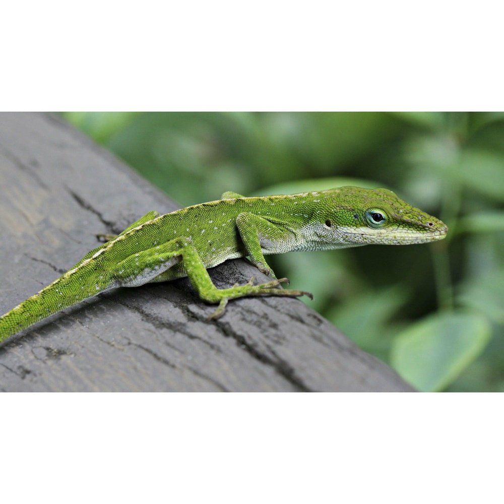 Anolis carolinensis: Amerikai zöld kaméleon