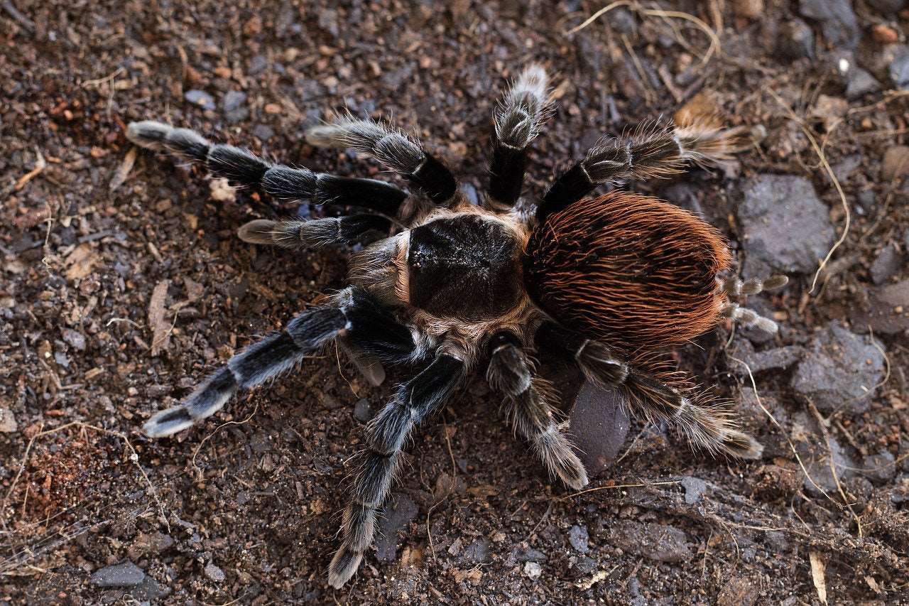 Brachypelma vagans (Mexican red rump)