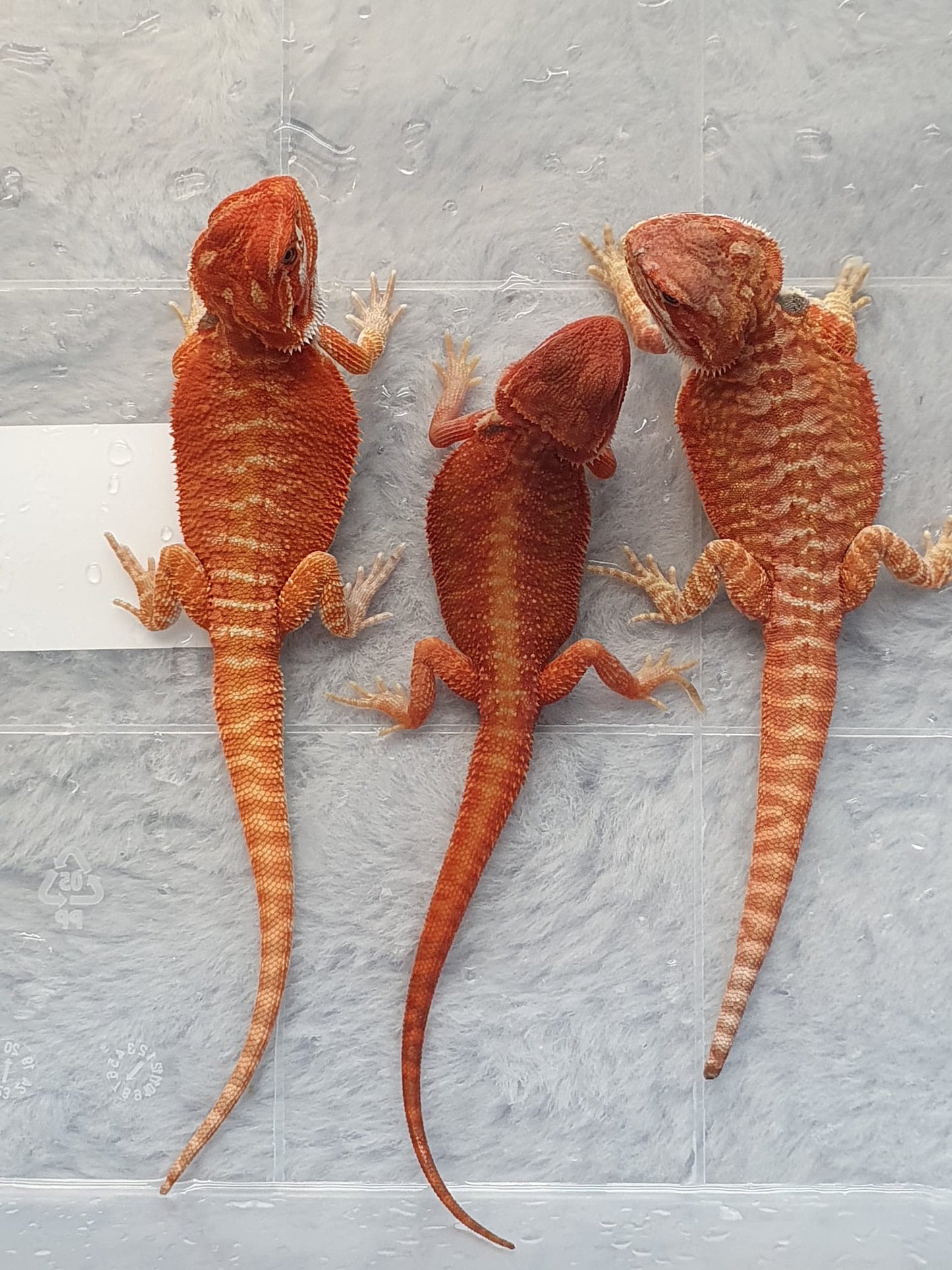 Szakállas sárkány, Pogona vitticeps (szakállas sárkány) 14 cm