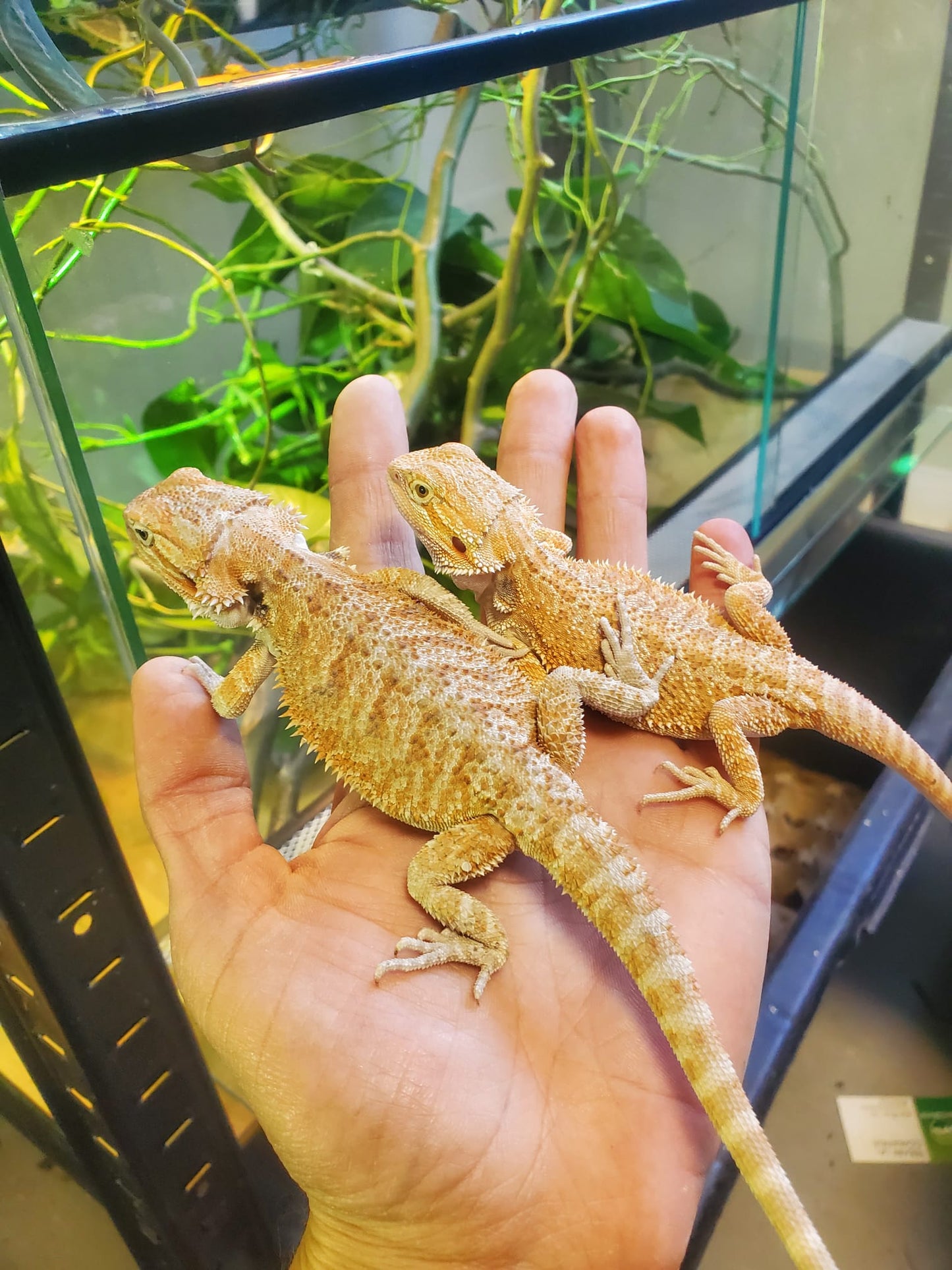 Szakállas sárkány, Pogona vitticeps (szakállas sárkány) 14 cm