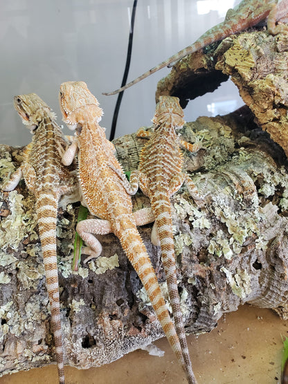 Szakállas sárkány, Pogona vitticeps (szakállas sárkány) 14 cm