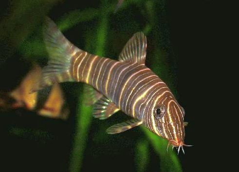 Peste sanitar, Botia striata 5-6 cm