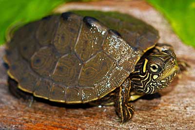 Graptemys ouachitensis (Ouachita térképteknős, Sabine térképteknős) 4-5 cm