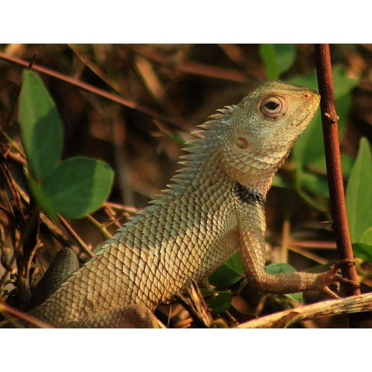 endler.ro Calotes versicolor