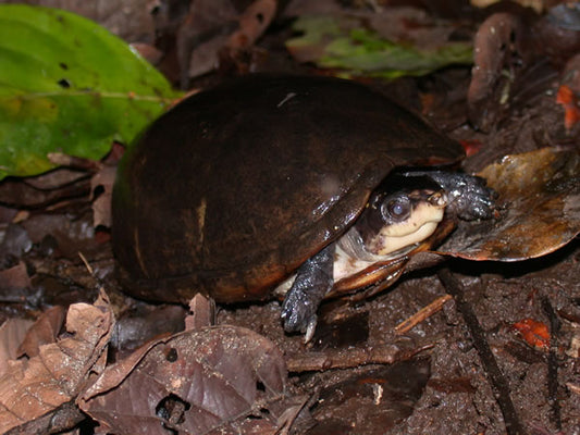 Kinosternon Leucostomum (White-lipped Mud Turtle) M-L