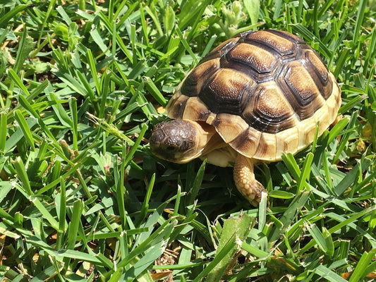 Testudo marginata (Marginated Tortoise) 5-6 cm