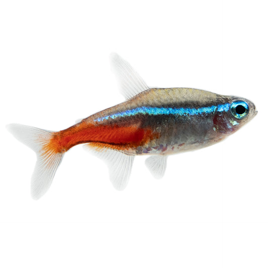 Paracheirodon innesi (Neon Tetra), 2,5 cm