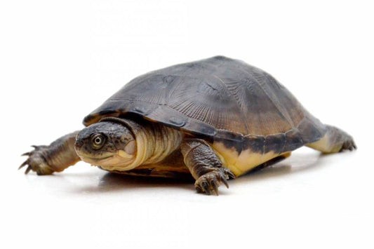 Pelusios castaneus (West African Mud Turtle)  M