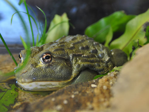 Pyxicephalus adspersus (afrikai bikabéka)