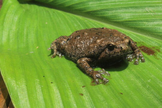 Kaloula baleata (jávai kecskebéka)