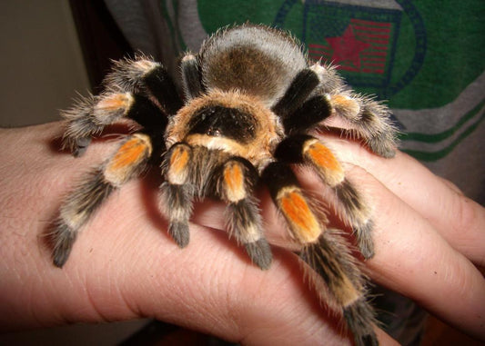 Brachypelma smithi