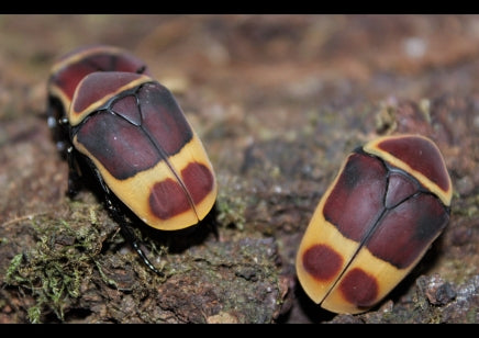 Pachnoda butana (marginata peregrina) Napbogár