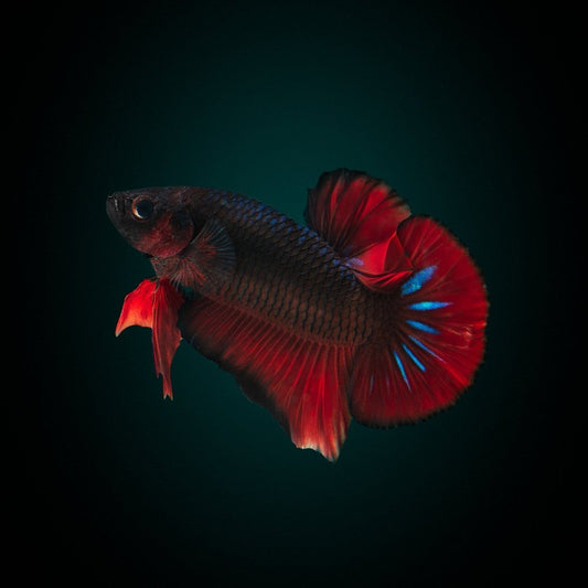 endler.ro Live Animals Betta HMPK Multicolor