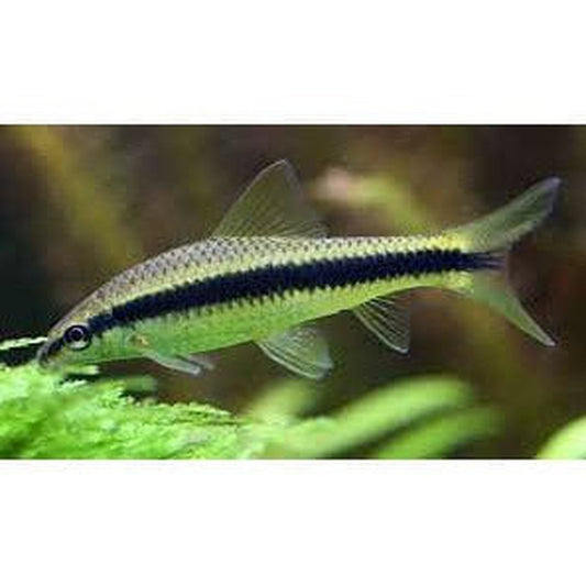 endler.ro Crossocheilus Siamensis (SAE)