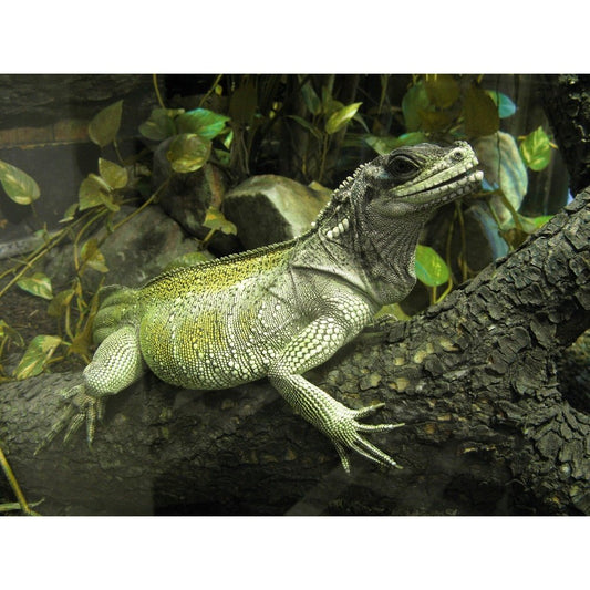 endler.ro Hydrosaurus weberi