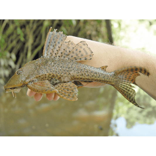 endler.ro Hypostomus Plecostomus