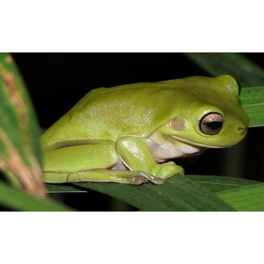 endler.ro Litoria caerulea