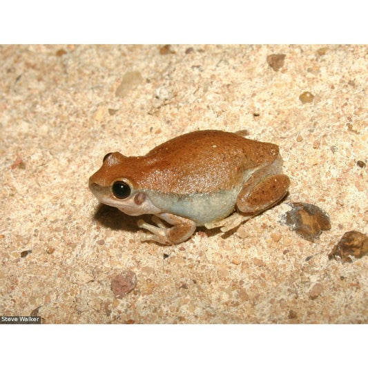 endler.ro Litoria rubella